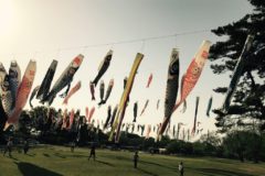 手の届く鯉のぼり