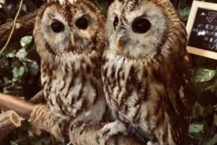 ふくろうカフェ