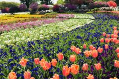 フラワーパーク