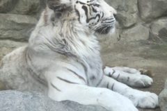 やっぱり猫が好き