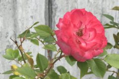 3年以上育ててやっと。