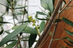 オリーブその後