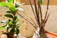 ガジュマルの葉