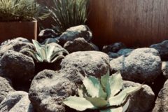 ギボウシとアガベ