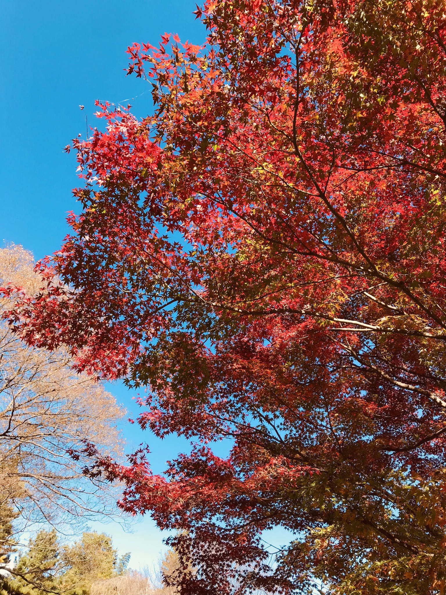 秋を堪能 高崎で平屋の注文住宅を建てるなら和モダンのwabika 廣神建設