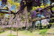須賀の園