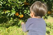 みかん狩り