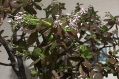 花が咲きました！