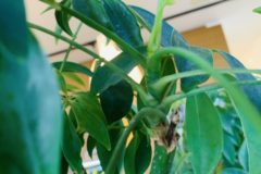 スタジオは春模様