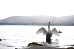 今年もどうぞ。