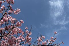 河津桜