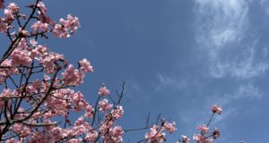 河津桜
