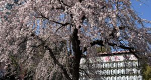 春をもとめて🌸