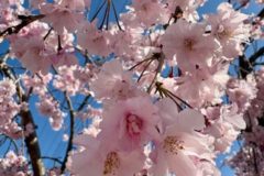 お祝いクッキー