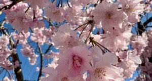 お祝いクッキー