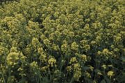 菜の花