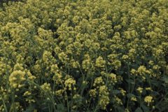 菜の花
